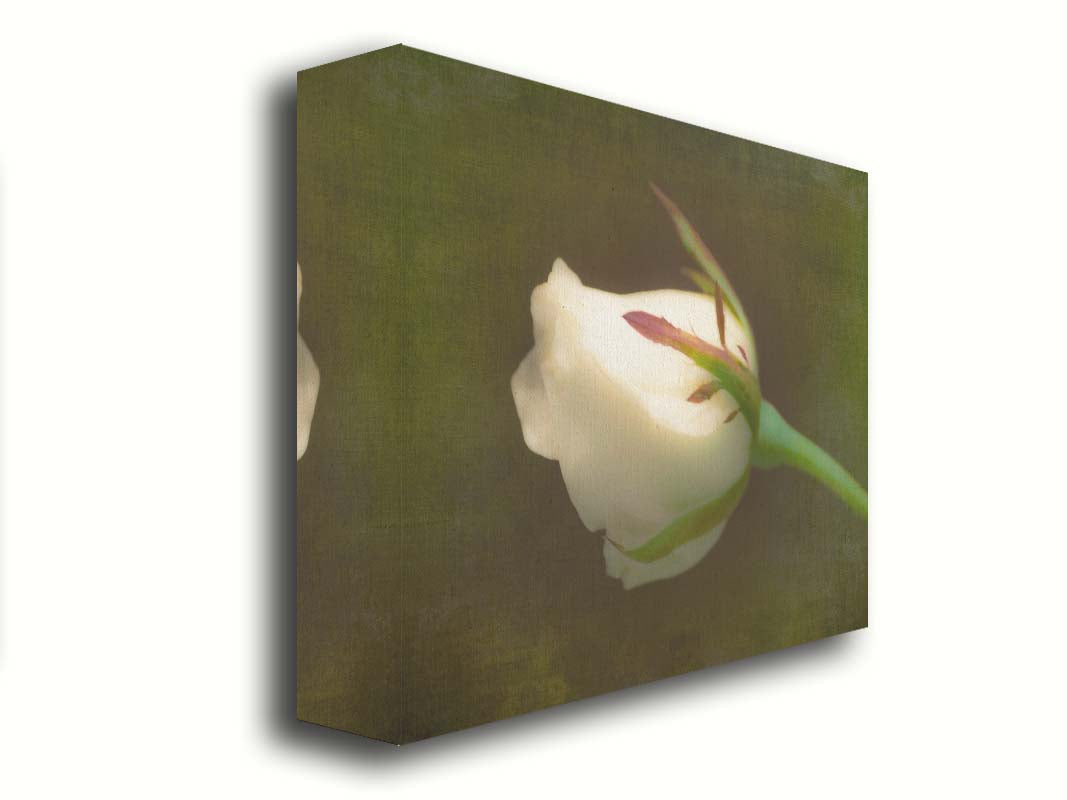 A photo of a softly lit white rose against a deep green background. Printed on canvas.