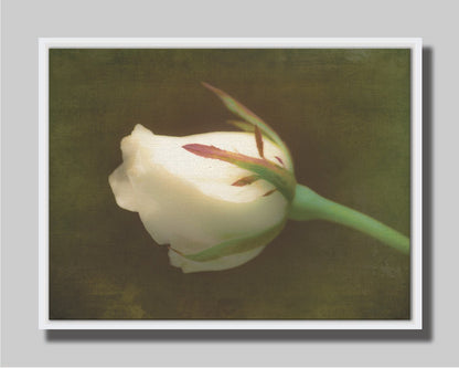 A photo of a softly lit white rose against a deep green background. Printed on canvas in a float frame.