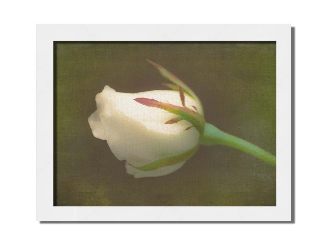 A photo of a softly lit white rose against a deep green background. Printed on canvas and framed.