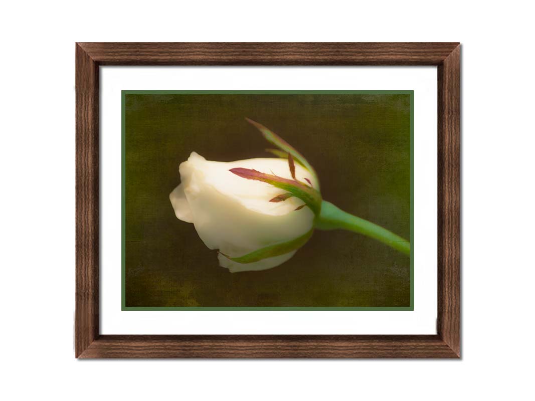 A photo of a softly lit white rose against a deep green background. Printed on paper, matted, and framed.