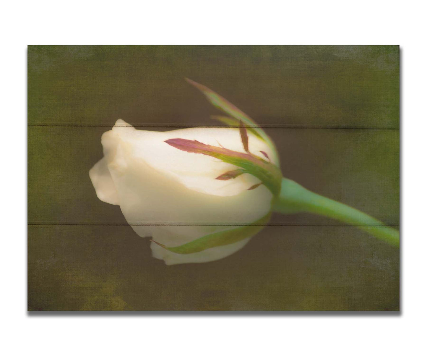 A photo of a softly lit white rose against a deep green background. Printed on a box board.