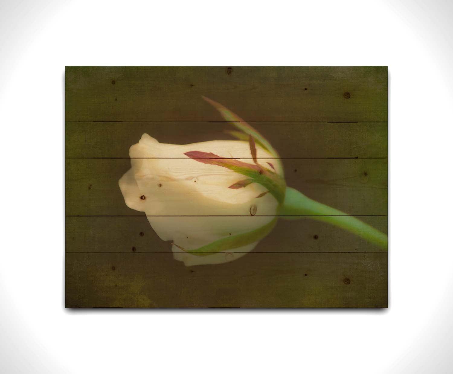 A photo of a softly lit white rose against a deep green background. Printed on a wood pallet.