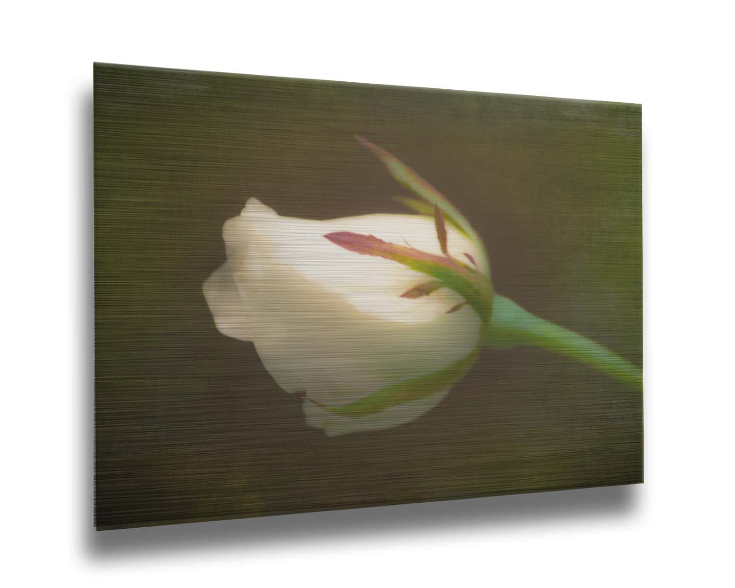 A photo of a softly lit white rose against a deep green background. Printed on metal.