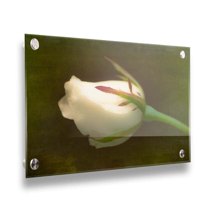 A photo of a softly lit white rose against a deep green background. Printed on acrylic.