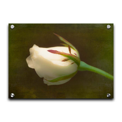 A photo of a softly lit white rose against a deep green background. Printed on acrylic.