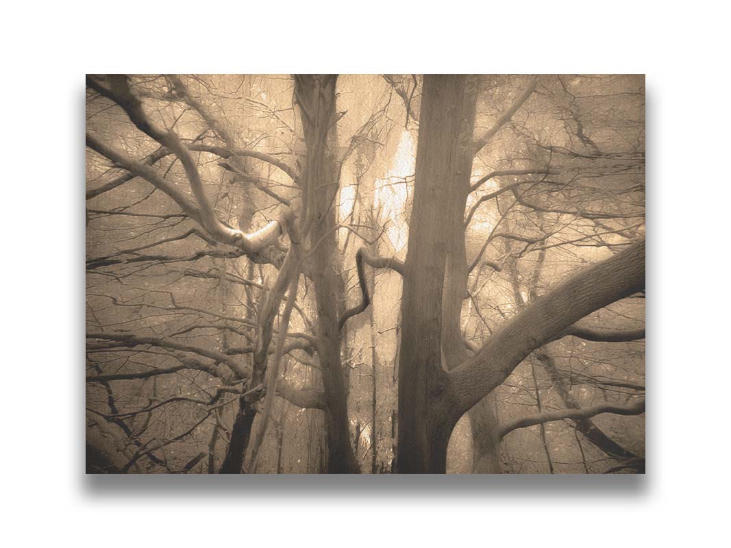 A sepia photo of a forest of tangling tree branches, lit brightly from behind. Printed on canvas.