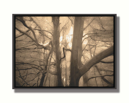 A sepia photo of a forest of tangling tree branches, lit brightly from behind. Printed on canvas in a float frame.