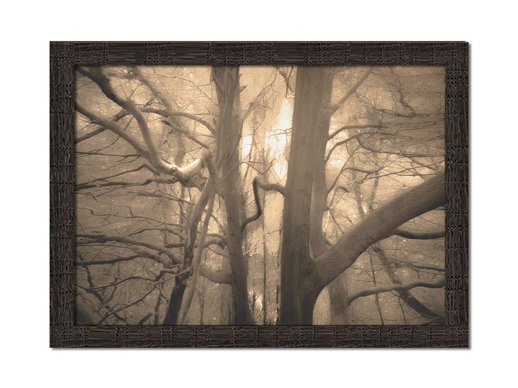 A sepia photo of a forest of tangling tree branches, lit brightly from behind. Printed on canvas and framed.