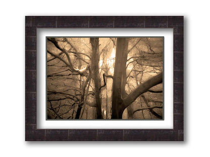 A sepia photo of a forest of tangling tree branches, lit brightly from behind. Printed on paper, matted, and framed.