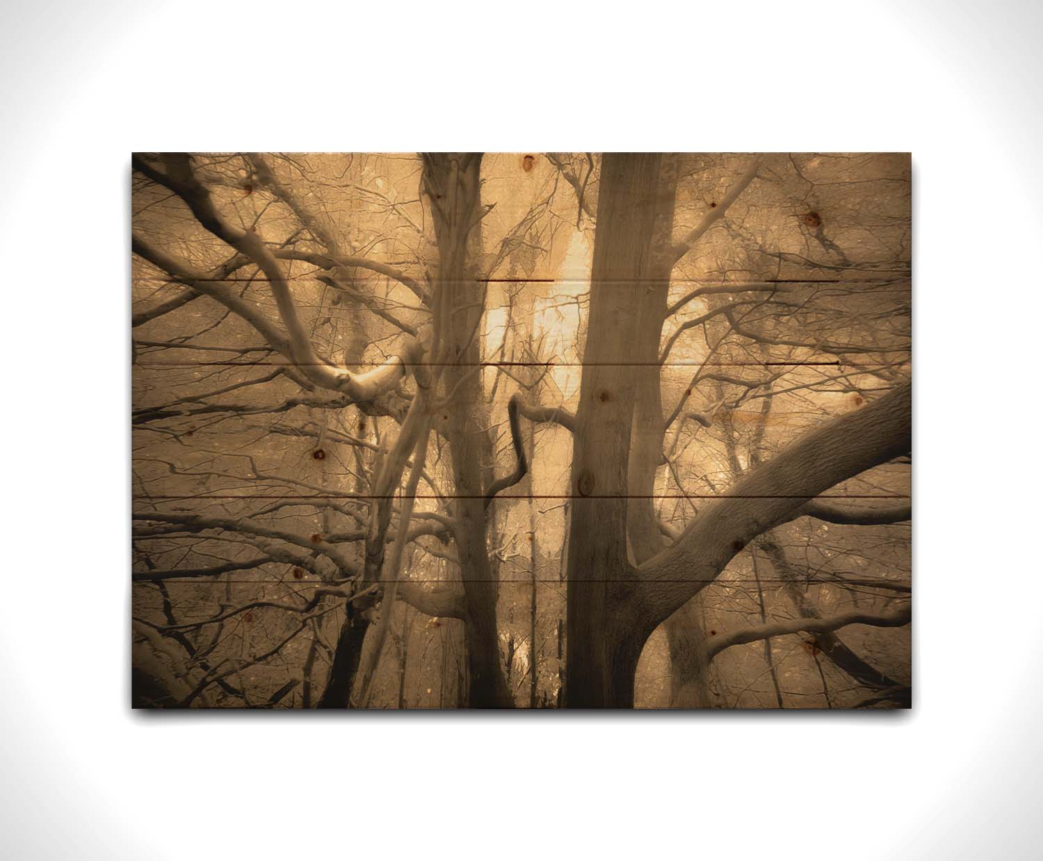 A sepia photo of a forest of tangling tree branches, lit brightly from behind. Printed on a wood pallet.