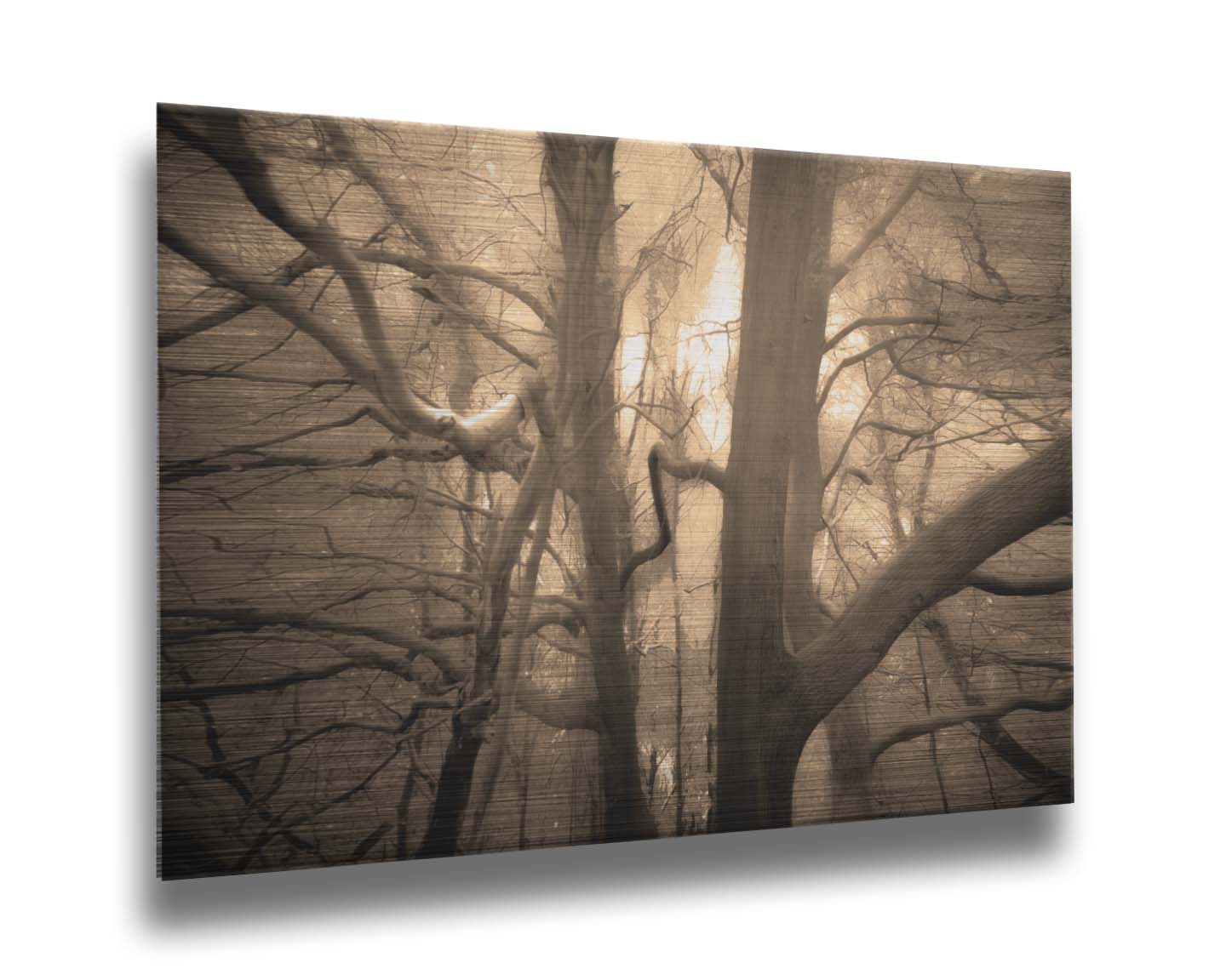 A sepia photo of a forest of tangling tree branches, lit brightly from behind. Printed on metal.