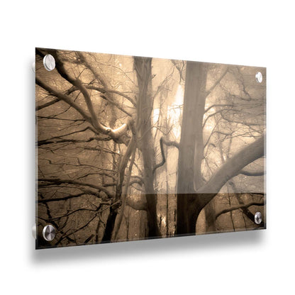 A sepia photo of a forest of tangling tree branches, lit brightly from behind. Printed on acrylic.