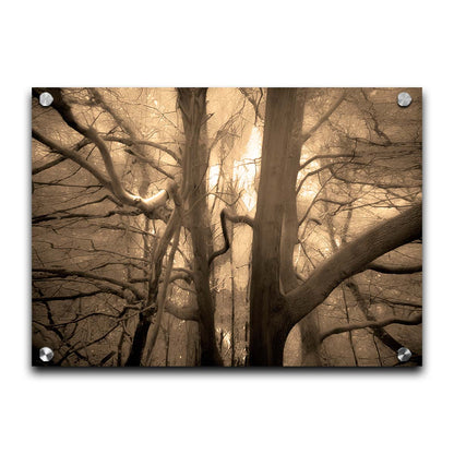 A sepia photo of a forest of tangling tree branches, lit brightly from behind. Printed on acrylic.