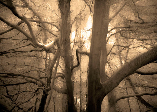 A sepia photo of a forest of tangling tree branches, lit brightly from behind.