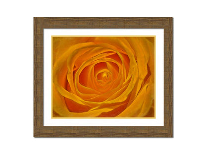 A closeup photo of the center of a yellow rose. Printed on canvas and framed.