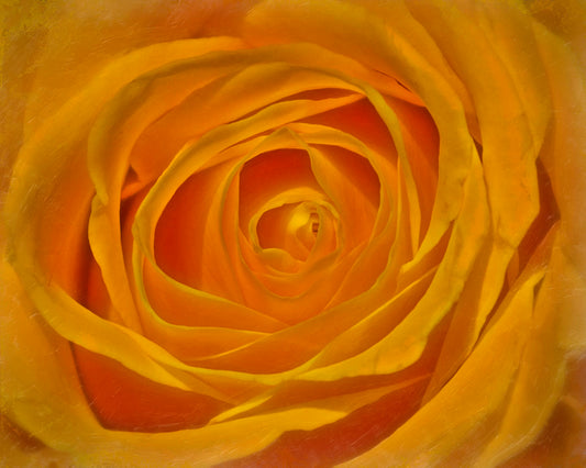 A closeup photo of the center of a yellow rose.