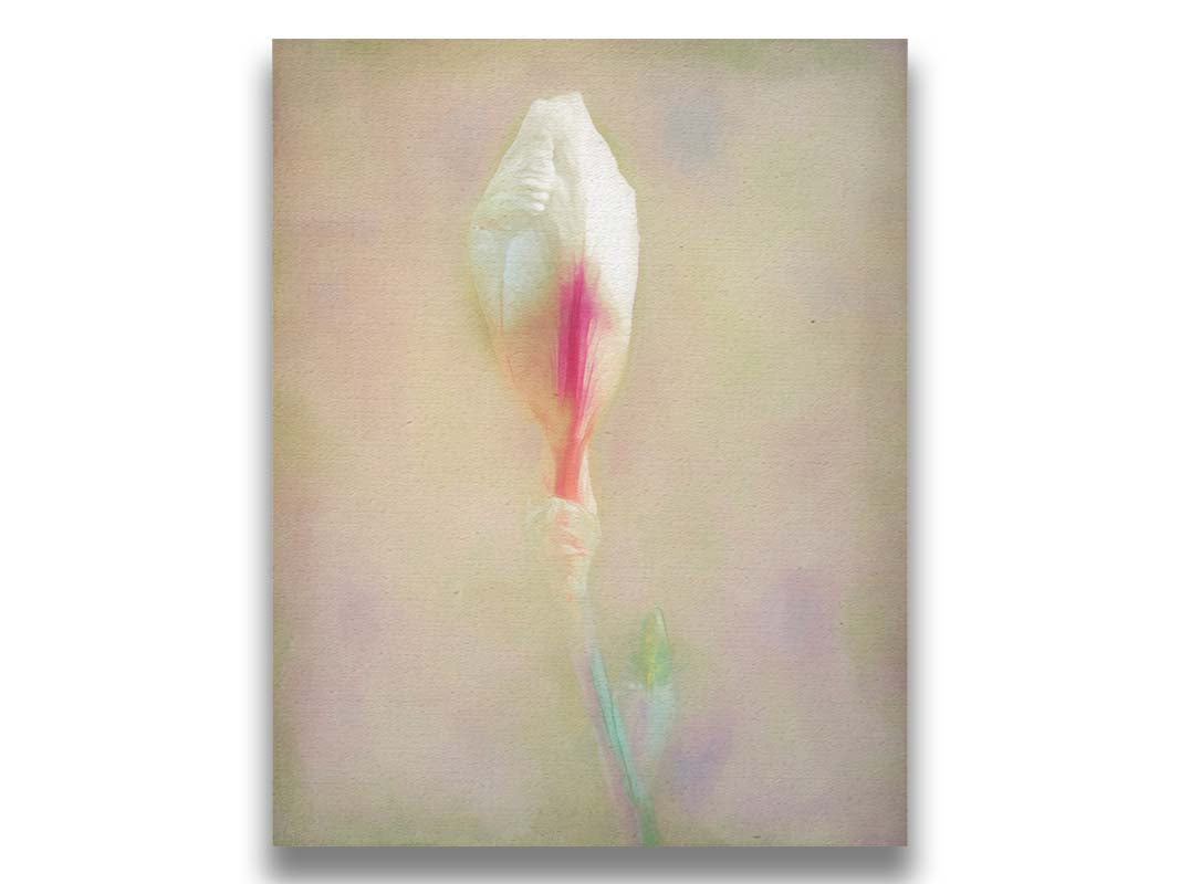 A photo of an unopened pink and white flower blossom in a soft tan background. Printed on canvas.