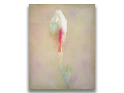 A photo of an unopened pink and white flower blossom in a soft tan background. Printed on canvas.