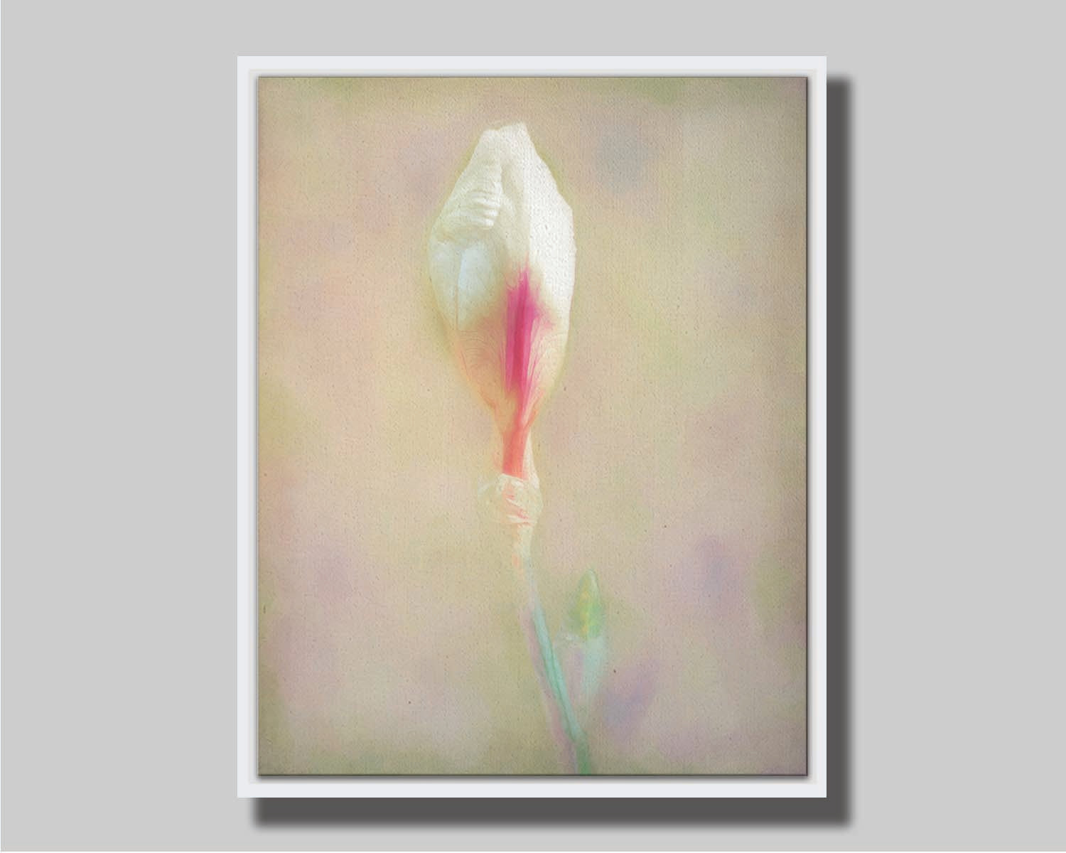 A photo of an unopened pink and white flower blossom in a soft tan background. Printed on canvas in a float frame.