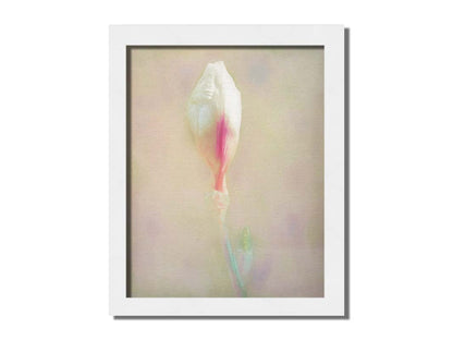 A photo of an unopened pink and white flower blossom in a soft tan background. Printed on canvas and framed.