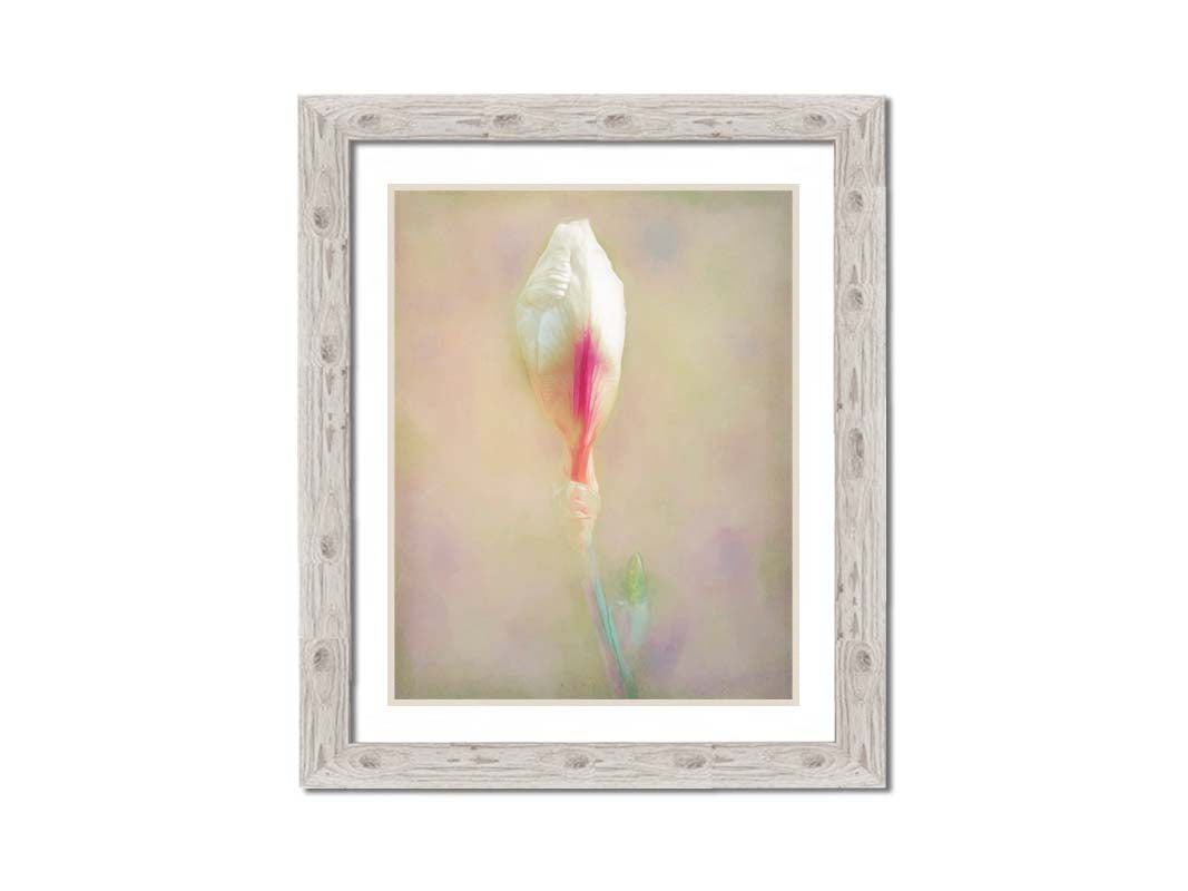 A photo of an unopened pink and white flower blossom in a soft tan background. Printed on paper, matted, and framed.