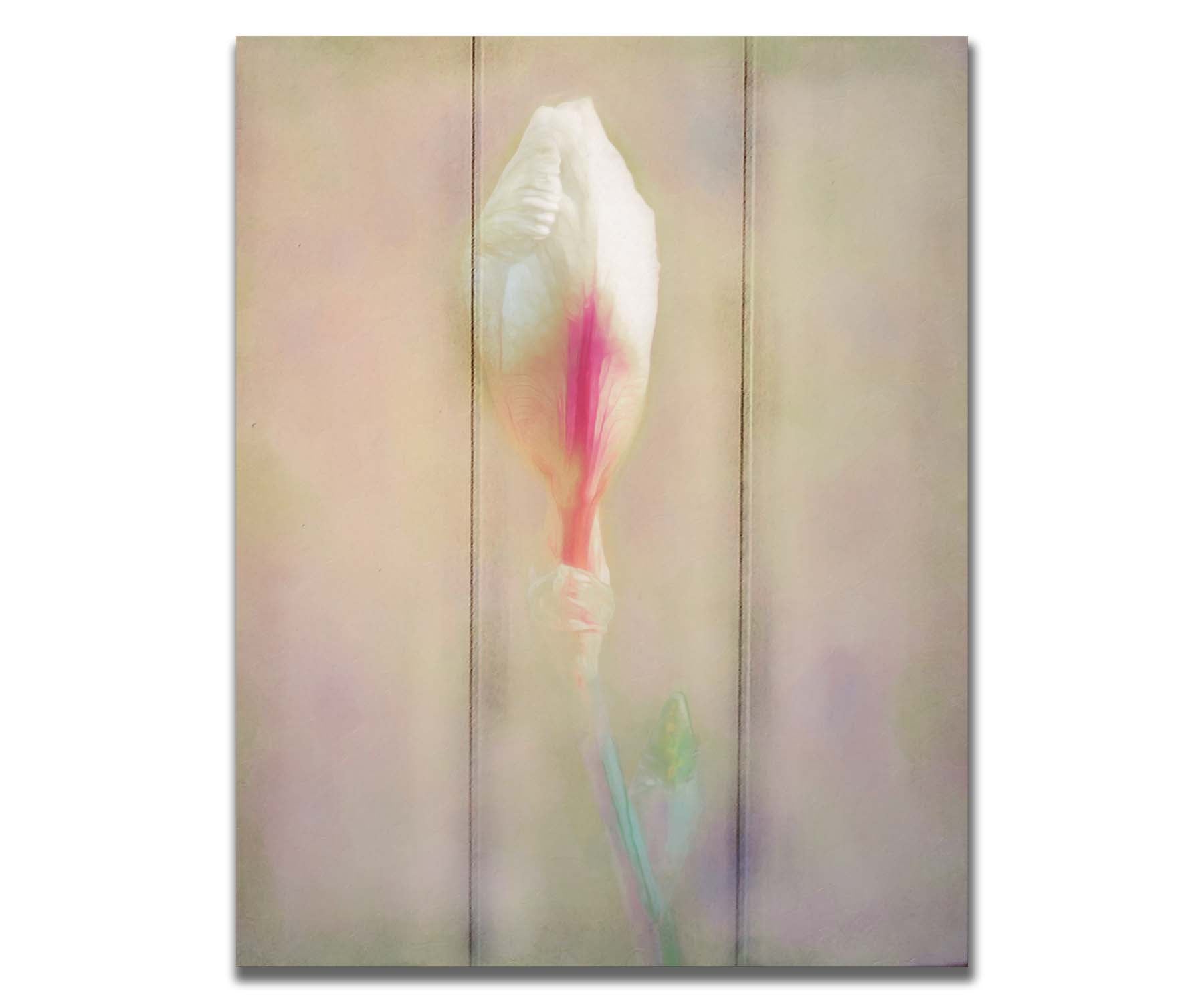 A photo of an unopened pink and white flower blossom in a soft tan background. Printed on a box board.