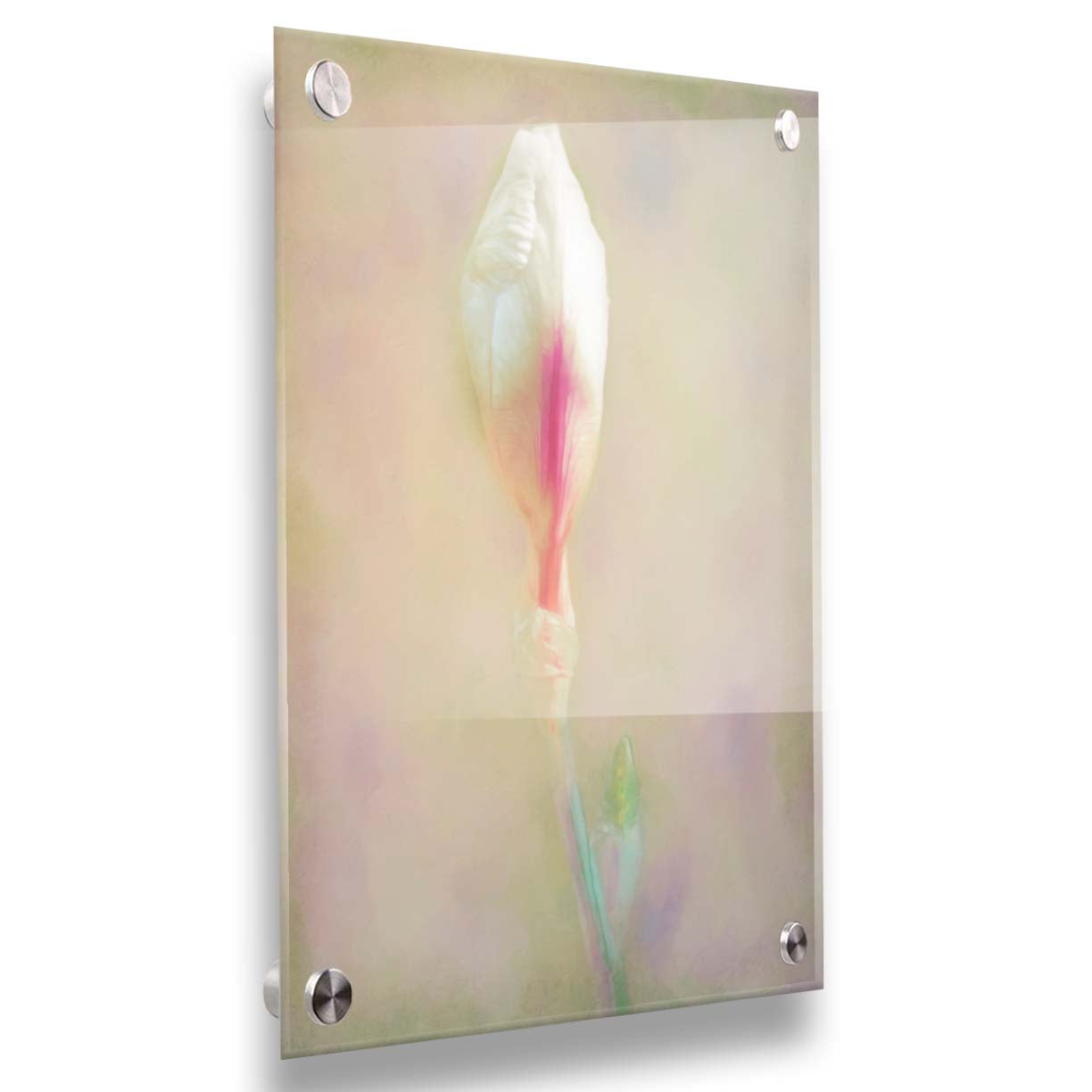 A photo of an unopened pink and white flower blossom in a soft tan background. Printed on acrylic.