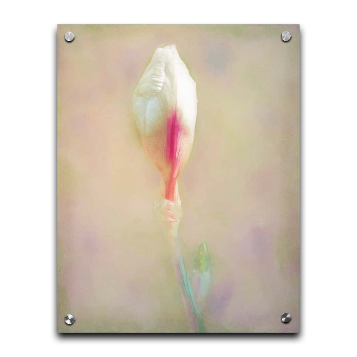 A photo of an unopened pink and white flower blossom in a soft tan background. Printed on acrylic.