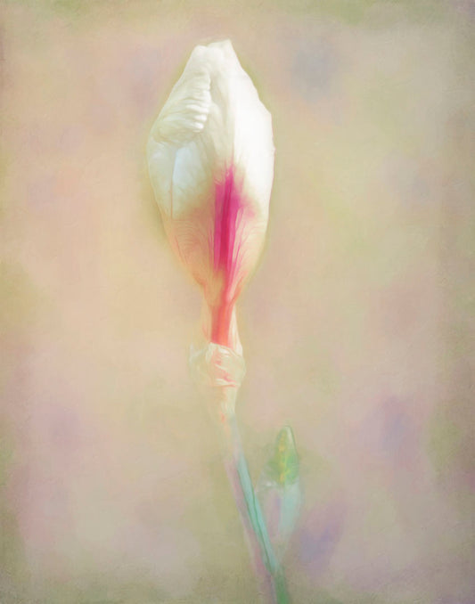 A photo of an unopened pink and white flower blossom in a soft tan background.