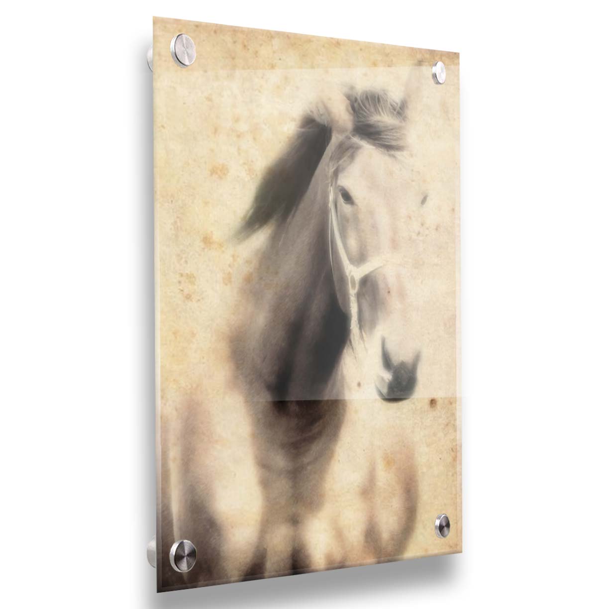 A sepia photo of a horse, overlayed with weathered textures. Printed on acrylic.