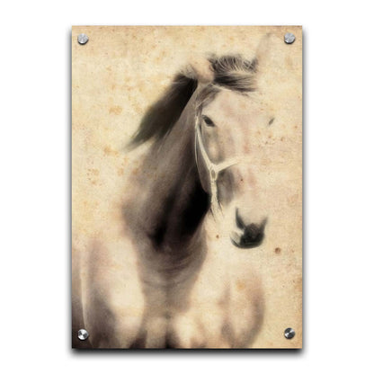 A sepia photo of a horse, overlayed with weathered textures. Printed on acrylic.