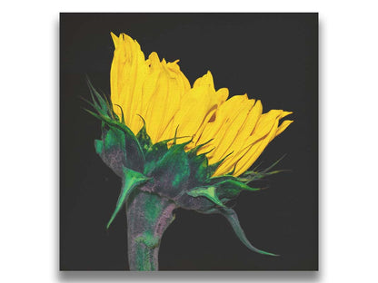 A photo of a bright yellow sunflower viewed from the side, suspended on a black background. Printed on canvas.