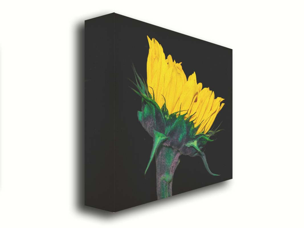 A photo of a bright yellow sunflower viewed from the side, suspended on a black background. Printed on canvas.