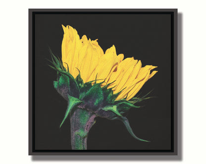 A photo of a bright yellow sunflower viewed from the side, suspended on a black background. Printed on canvas in a float frame.