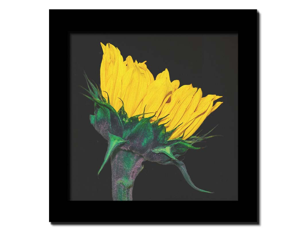 A photo of a bright yellow sunflower viewed from the side, suspended on a black background. Printed on canvas and framed.