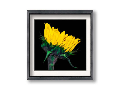 A photo of a bright yellow sunflower viewed from the side, suspended on a black background. Printed on paper, matted, and framed.