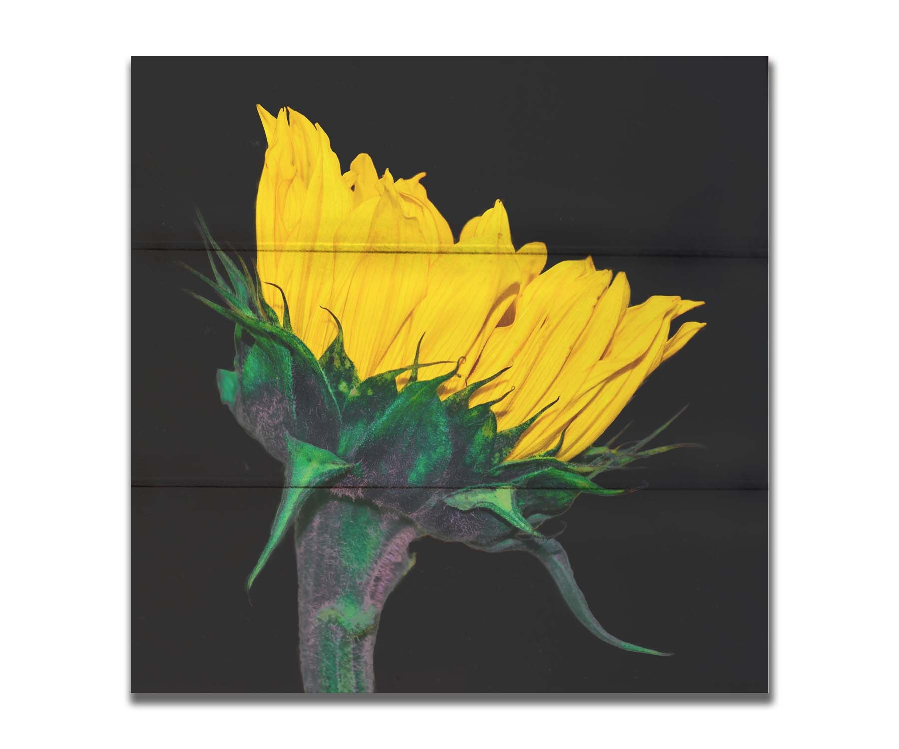 A photo of a bright yellow sunflower viewed from the side, suspended on a black background. Printed on a box board.