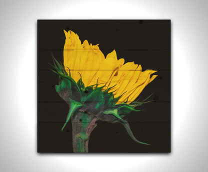 A photo of a bright yellow sunflower viewed from the side, suspended on a black background. Printed on a wood pallet.