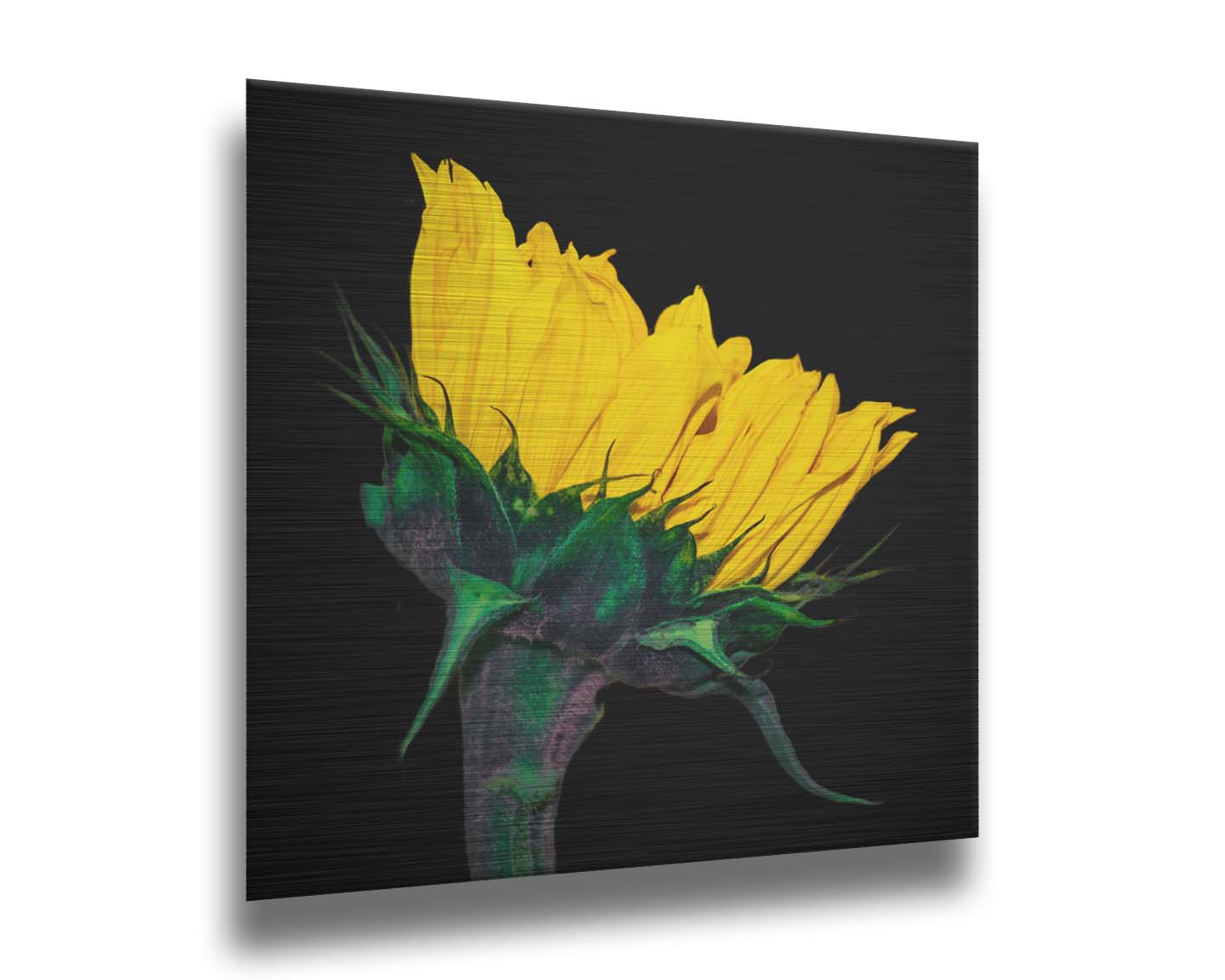 A photo of a bright yellow sunflower viewed from the side, suspended on a black background. Printed on metal.