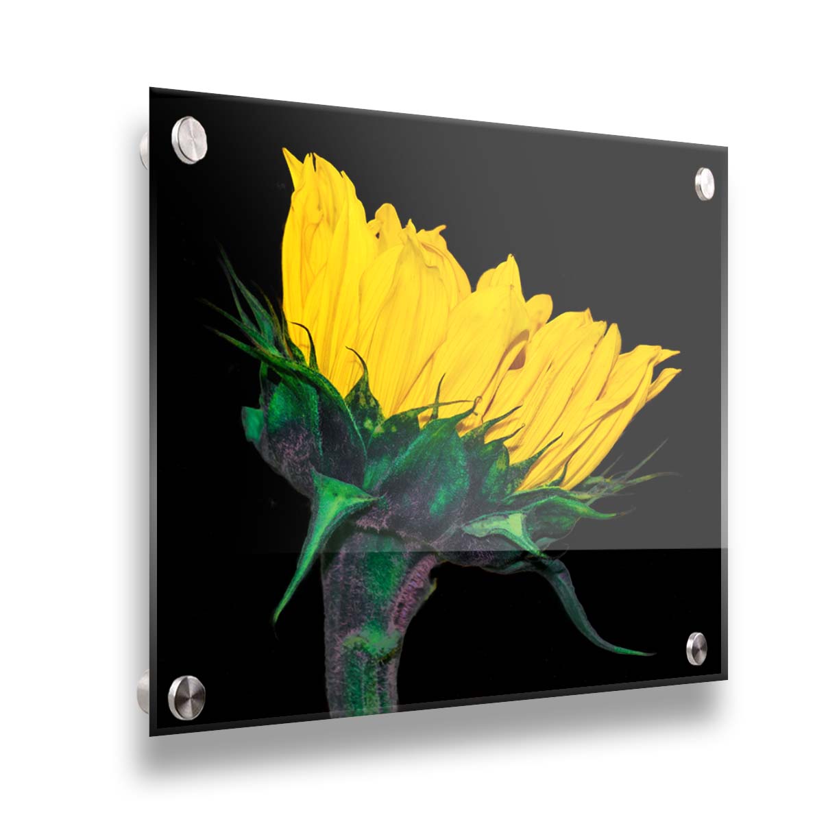 A photo of a bright yellow sunflower viewed from the side, suspended on a black background. Printed on acrylic.