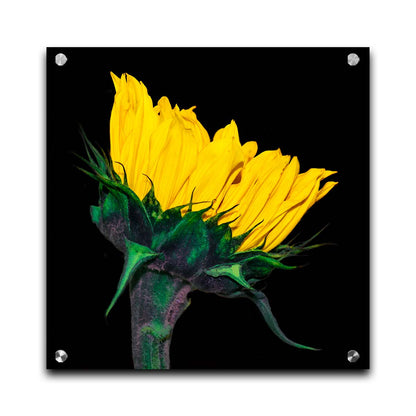 A photo of a bright yellow sunflower viewed from the side, suspended on a black background. Printed on acrylic.