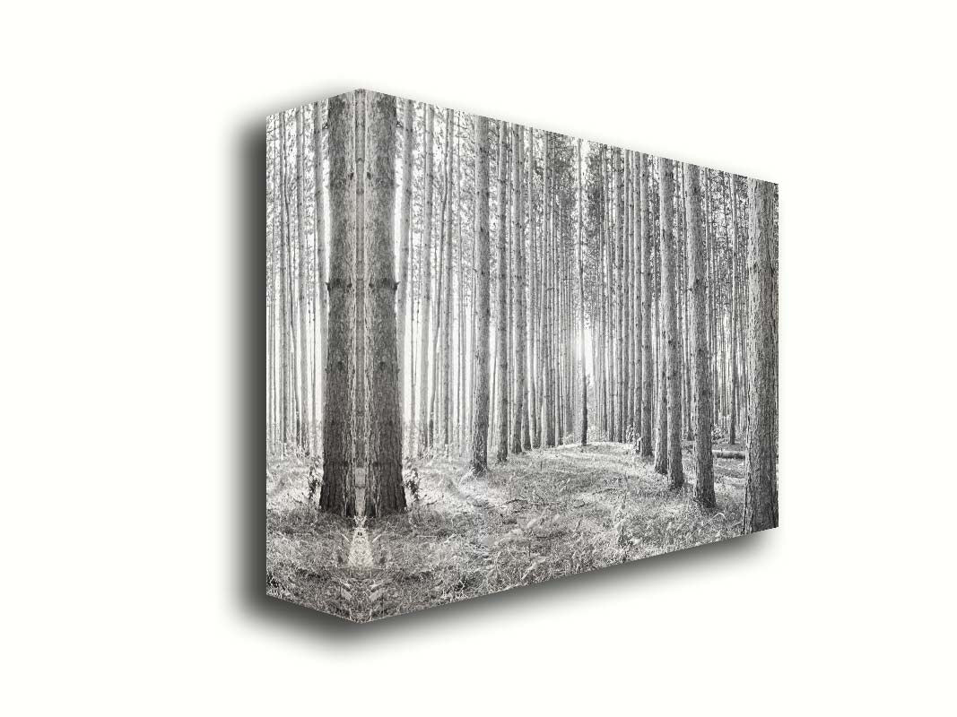 A photo of a forest, looking down lines of tree trunks. The grayscale image emphasizes pattern and perspective, and the unique shapes of the shadows. Printed on canvas.