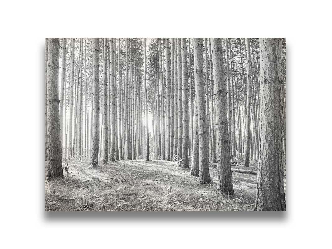 A photo of a forest, looking down lines of tree trunks. The grayscale image emphasizes pattern and perspective, and the unique shapes of the shadows. Printed on canvas.