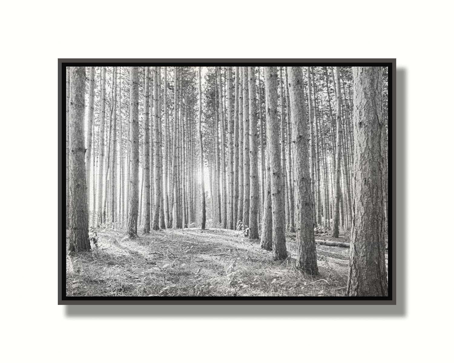 A photo of a forest, looking down lines of tree trunks. The grayscale image emphasizes pattern and perspective, and the unique shapes of the shadows. Printed on canvas in a float frame.