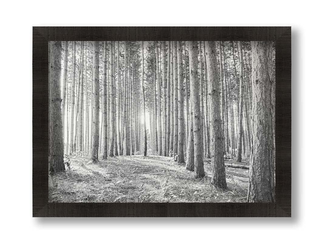 A photo of a forest, looking down lines of tree trunks. The grayscale image emphasizes pattern and perspective, and the unique shapes of the shadows. Printed on canvas and framed.