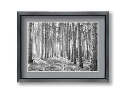 A photo of a forest, looking down lines of tree trunks. The grayscale image emphasizes pattern and perspective, and the unique shapes of the shadows. Printed on paper, matted, and framed.