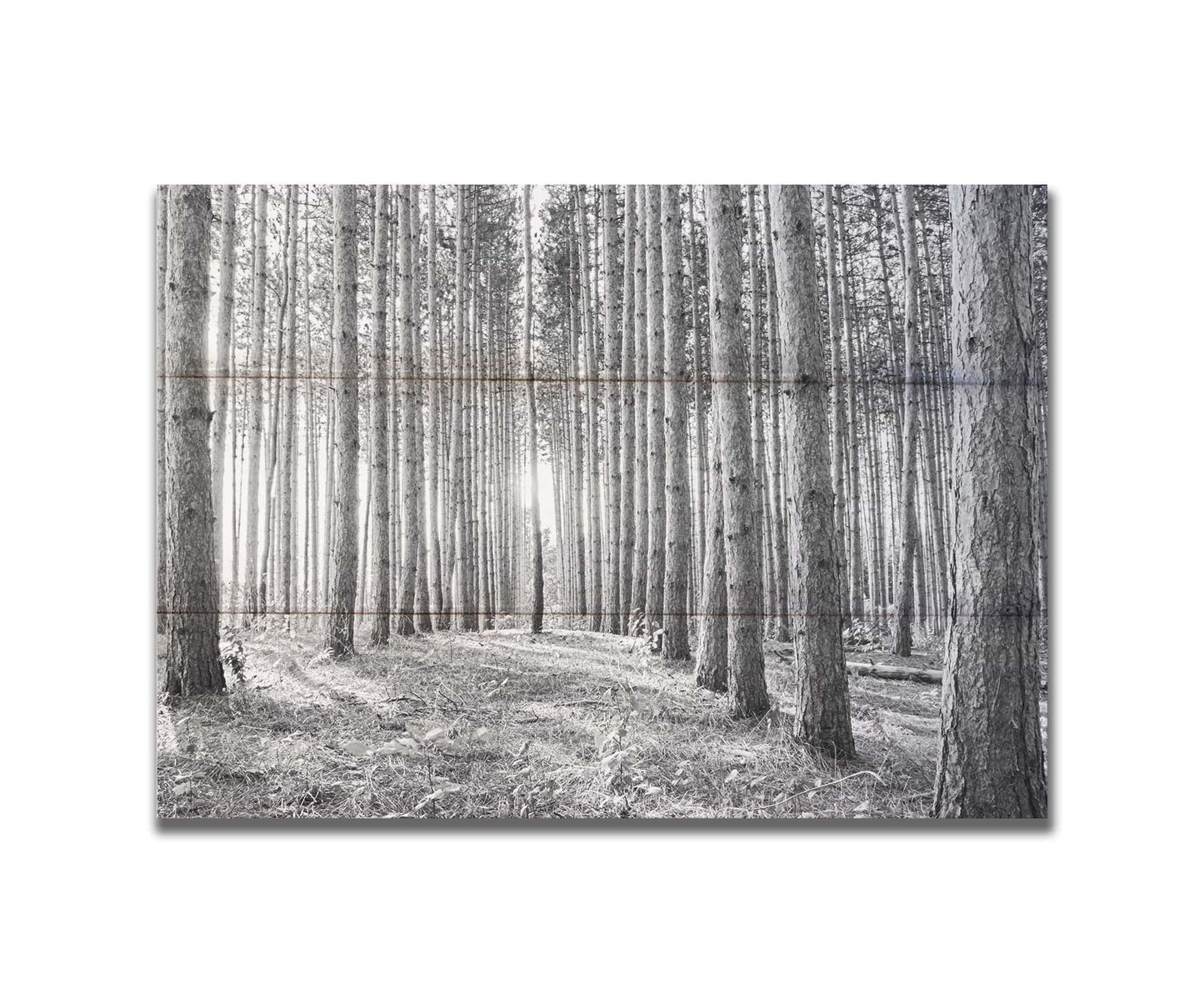 A photo of a forest, looking down lines of tree trunks. The grayscale image emphasizes pattern and perspective, and the unique shapes of the shadows. Printed on a box board.