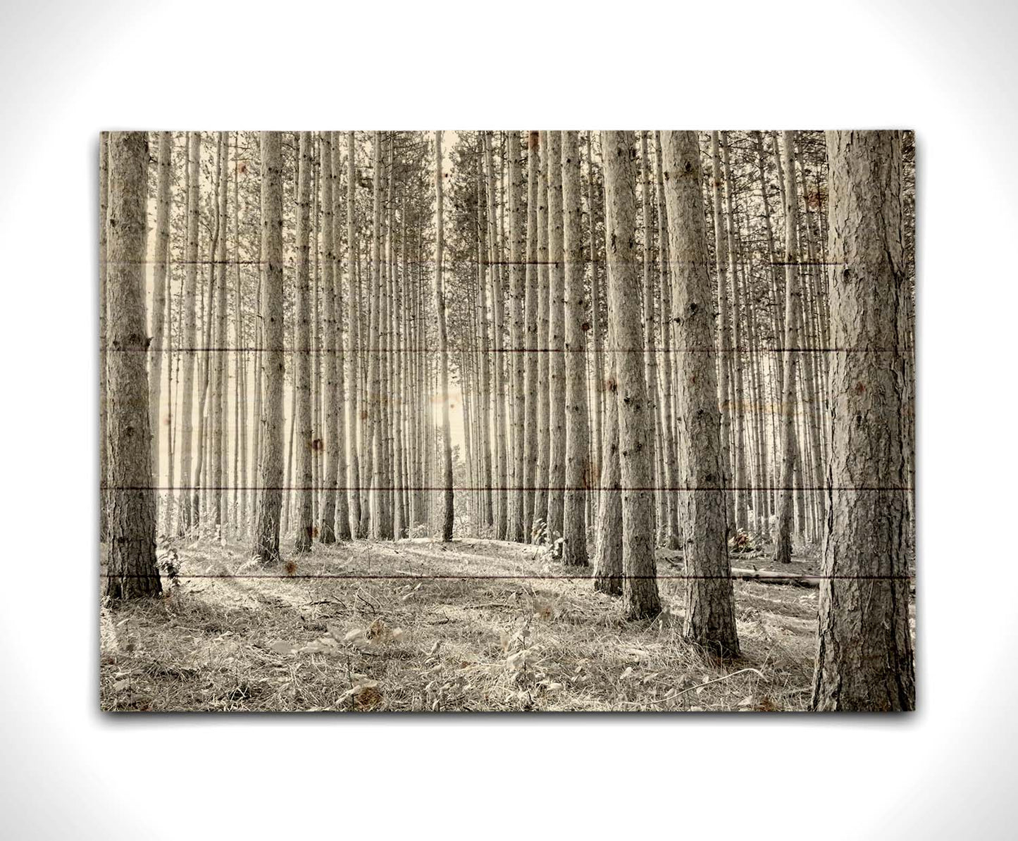 A photo of a forest, looking down lines of tree trunks. The grayscale image emphasizes pattern and perspective, and the unique shapes of the shadows. Printed on a wood pallet.