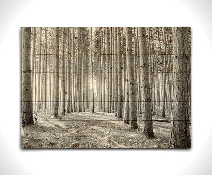 A photo of a forest, looking down lines of tree trunks. The grayscale image emphasizes pattern and perspective, and the unique shapes of the shadows. Printed on a wood pallet.