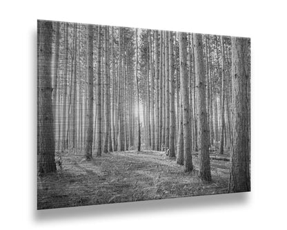 A photo of a forest, looking down lines of tree trunks. The grayscale image emphasizes pattern and perspective, and the unique shapes of the shadows. Printed on metal.